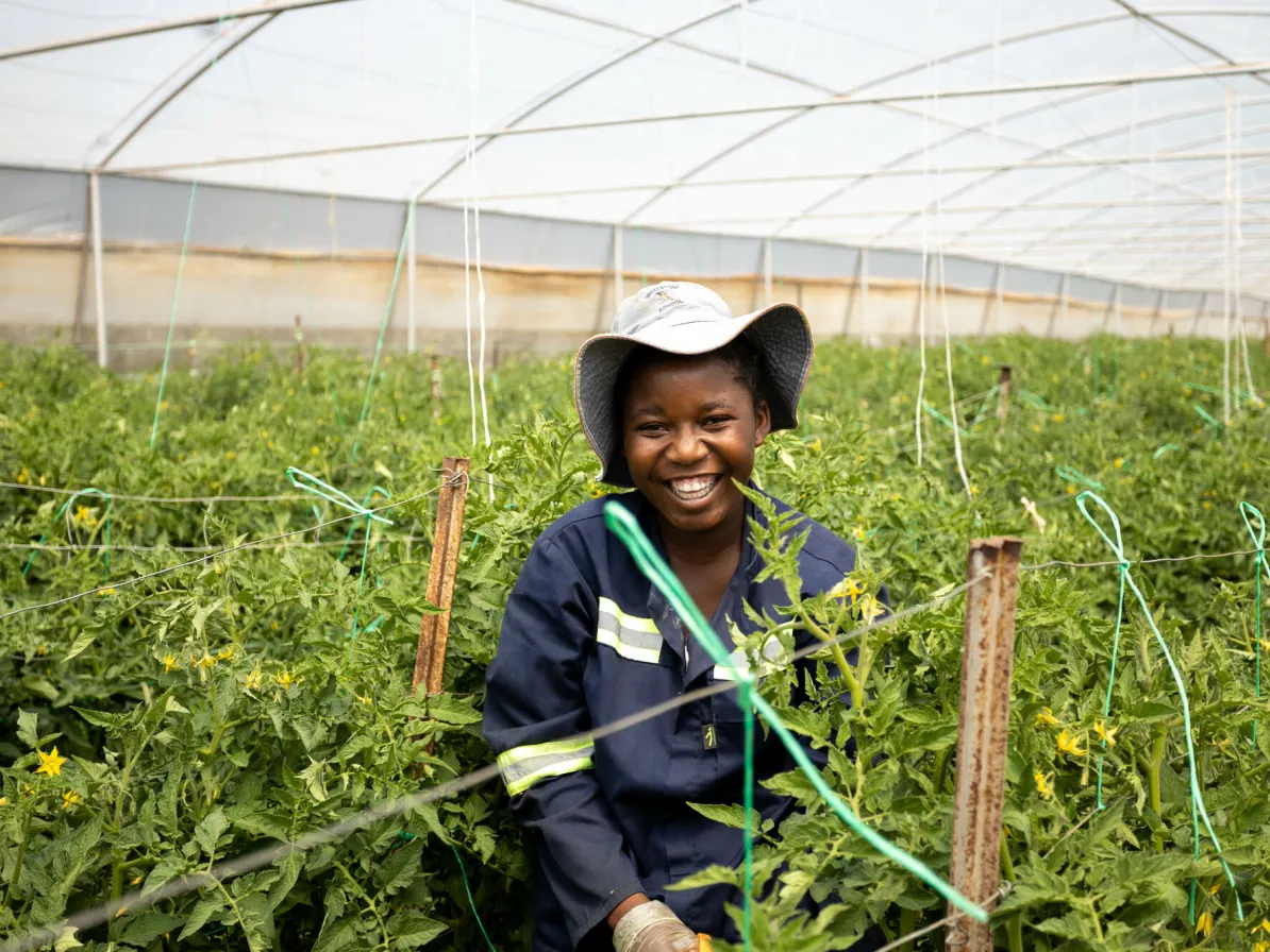 Simelweyinkosi Sibanda stands amongst tomatoes in a greenhouse at Sandra Jones.