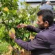 A person harvests a pomelo from a small orchard.