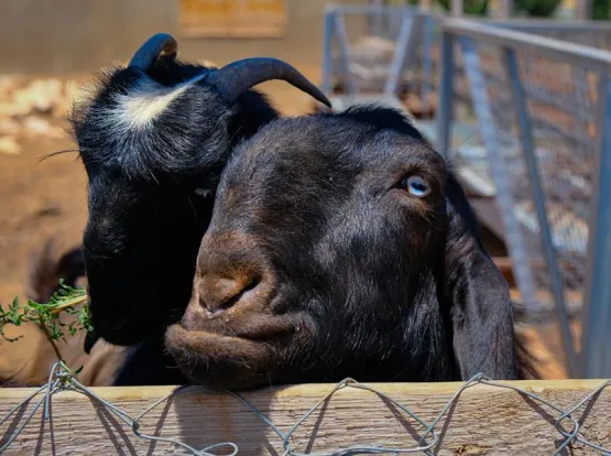 A pair of goats looking over a fence