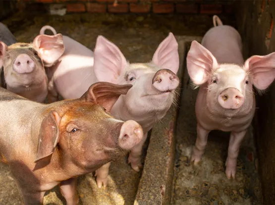 A group of pigs smiling for the camera