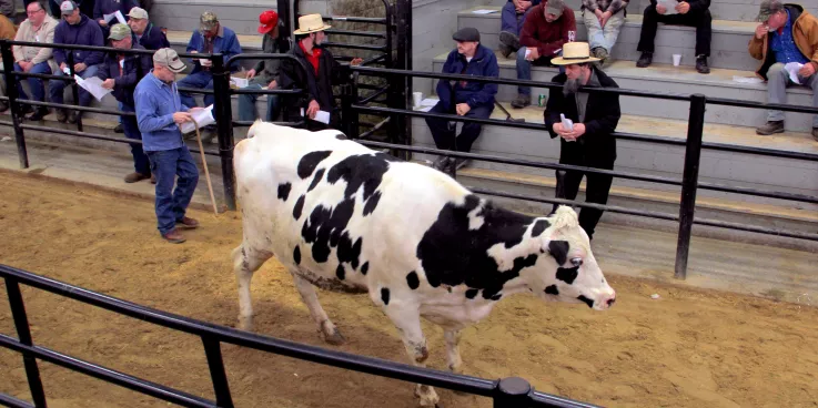 cow in auction ring