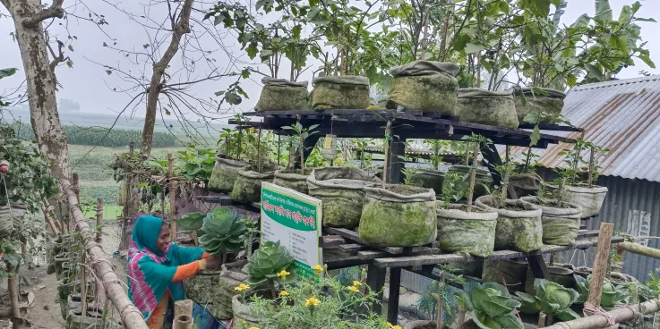 Hena Khatun is taking care of her vertical vegetable garden.