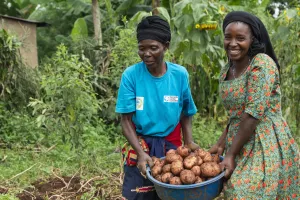 Two women carrying potatoes on a farm.