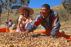 Sofia Perez, left, helps her brother, farmer German Perez Saénz rotate his maca crop as it dries.
