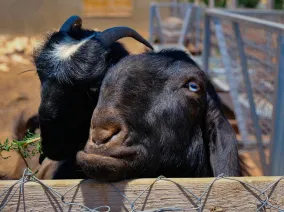 A pair of goats looking over a fence