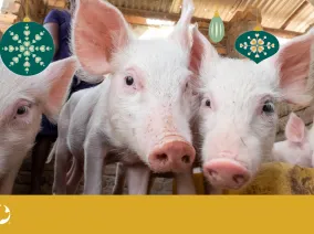 A close up photo of young pigs. Christmas ornaments are imposed over top with the MCC logo in the bottom left corner.