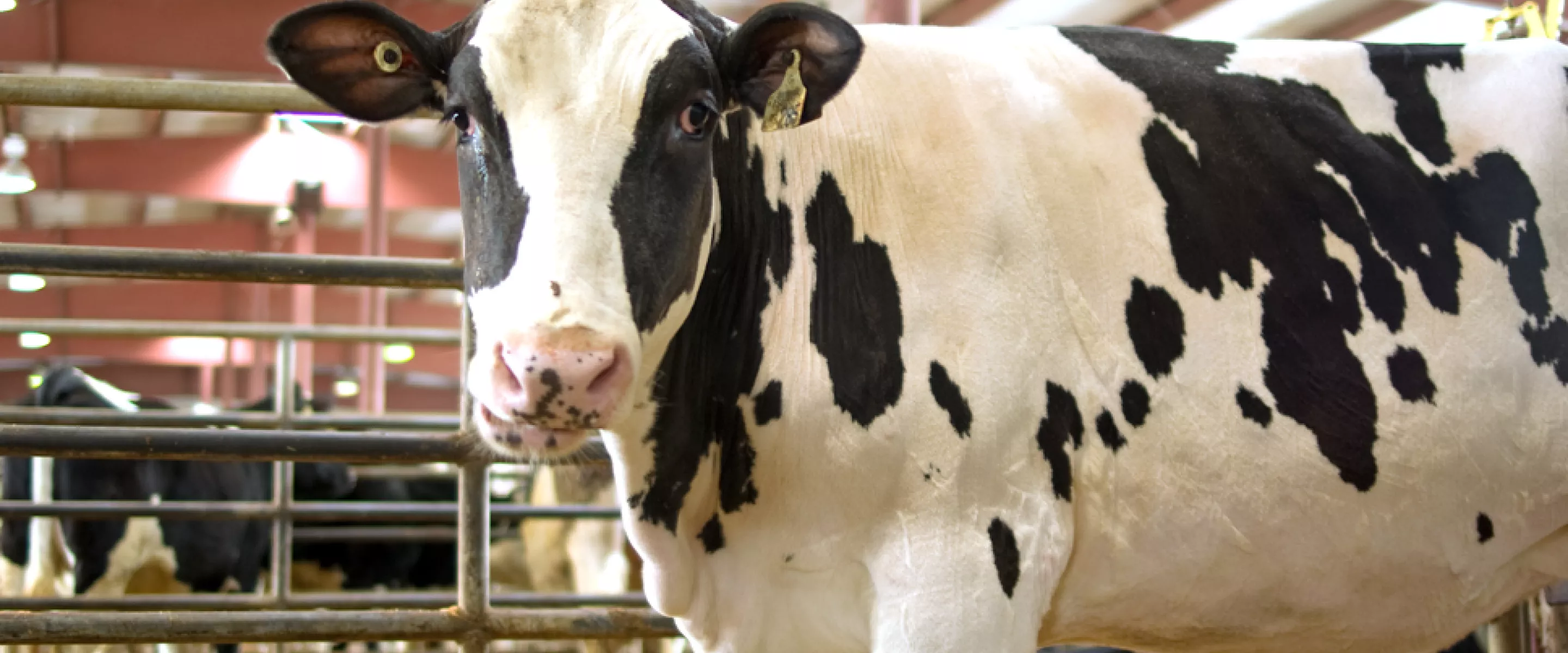 A white milk cow with black patches looking at the viewer.