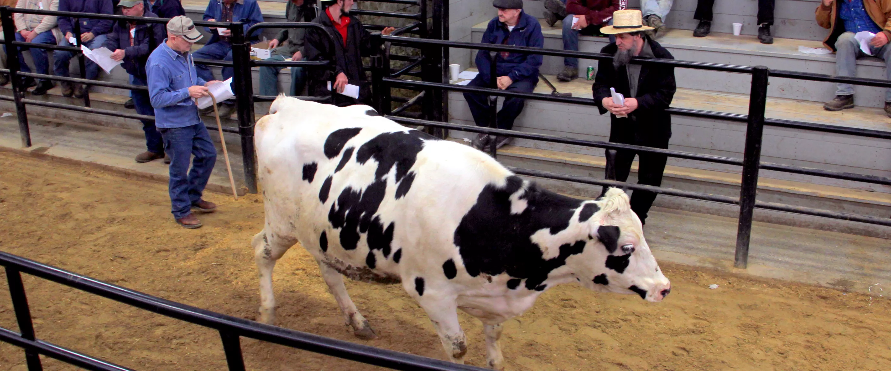 cow in auction ring