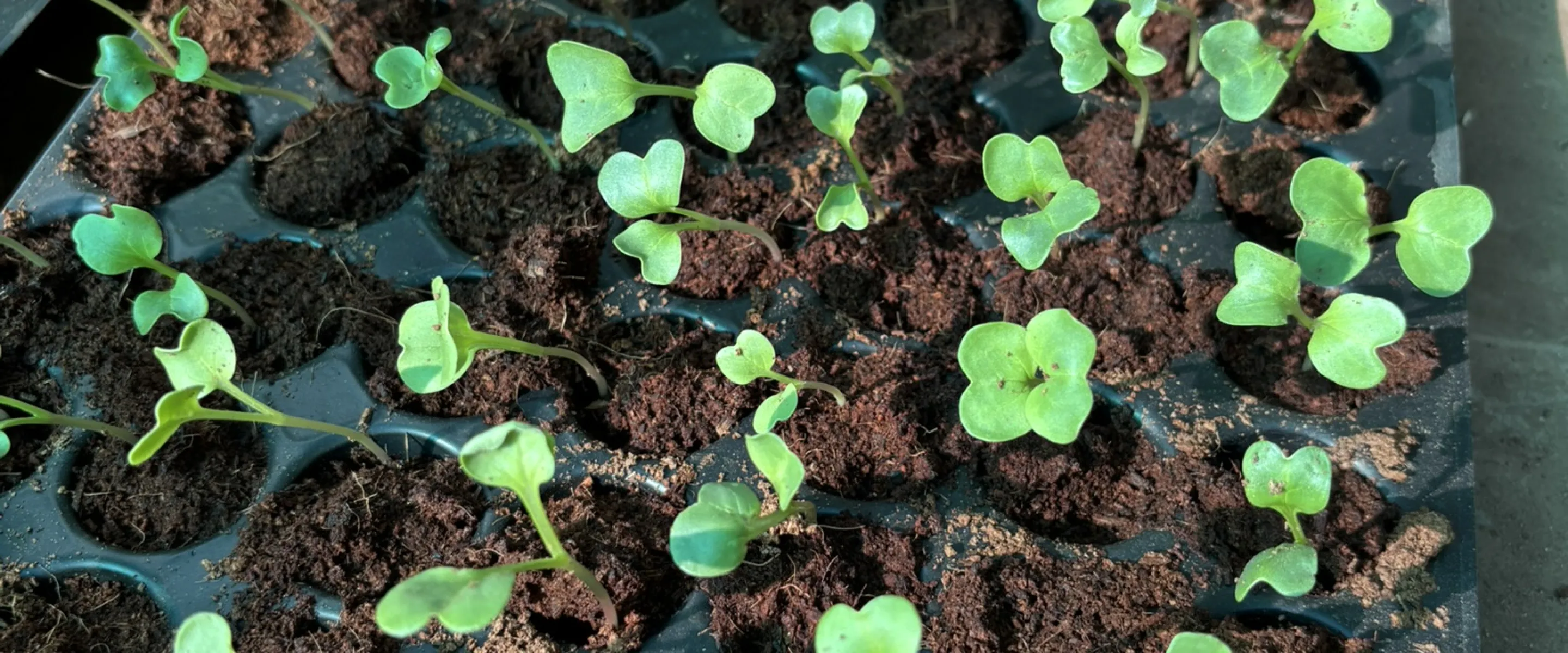 small green seedlings 