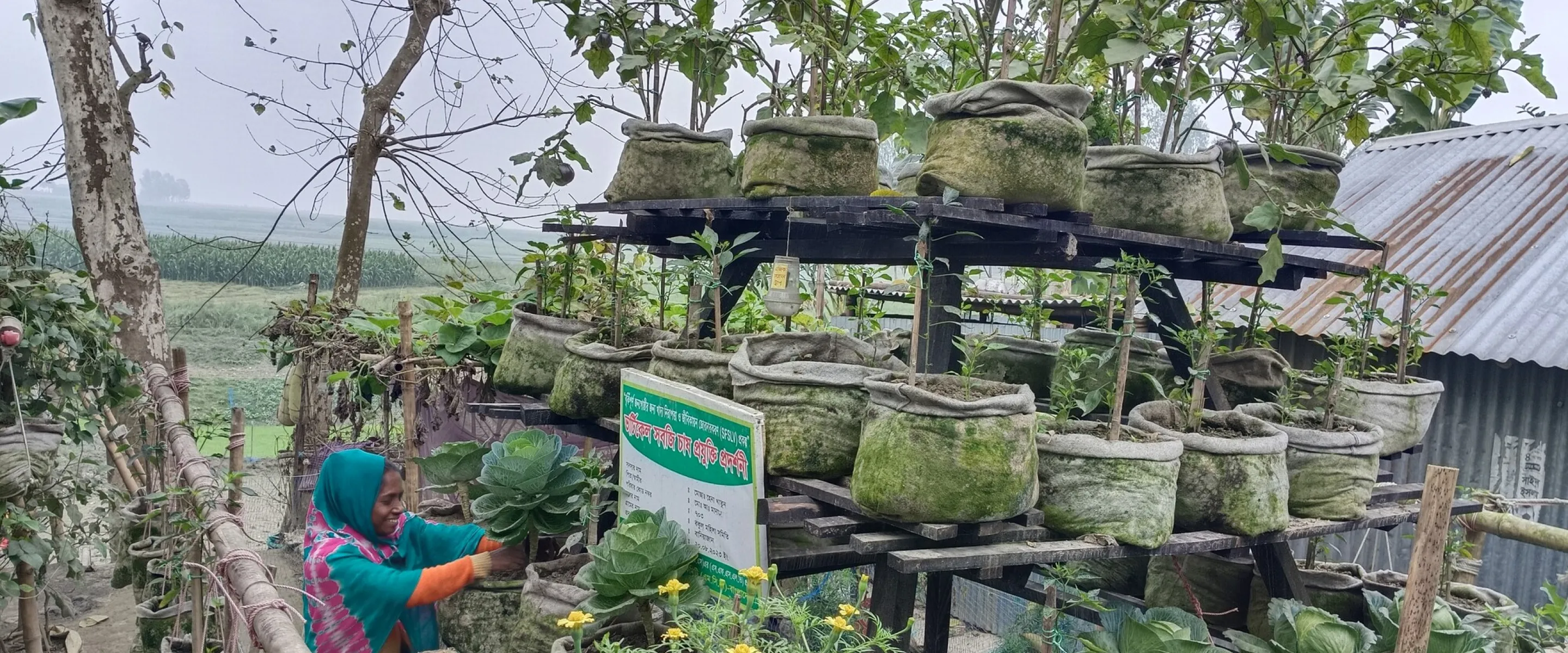 Hena Khatun is taking care of her vertical vegetable garden.