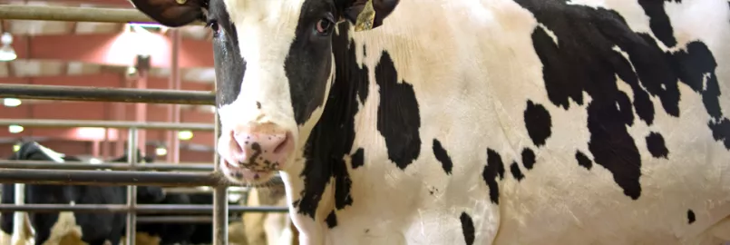 A white milk cow with black patches looking at the viewer.