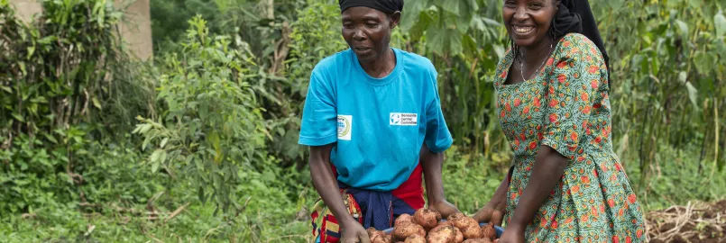 Two women carrying potatoes on a farm.