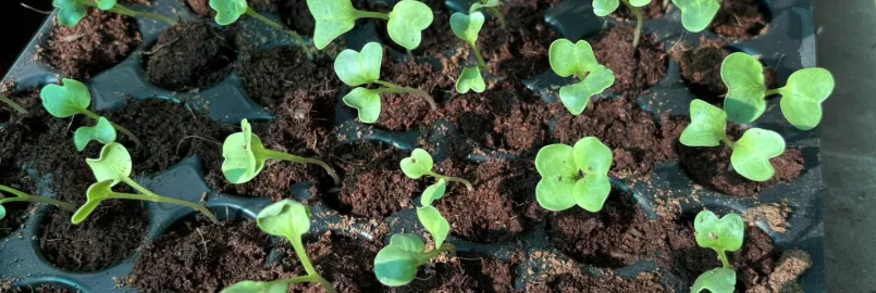 small green seedlings 