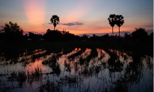 Sunset over a rice field