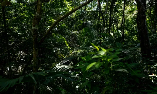 A green, lush, jungle