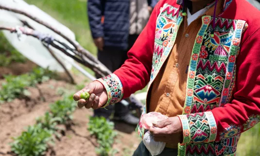 Luis Mamani holds a potato fruit during a visit to the community of Chiro Kasa by staff of MCC Bolivia and partner PRODII. Potatoes can be grown either from seeds harvested by a fruit that grows from