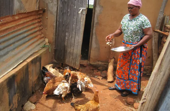 A Kenyan woman feeds chickens
