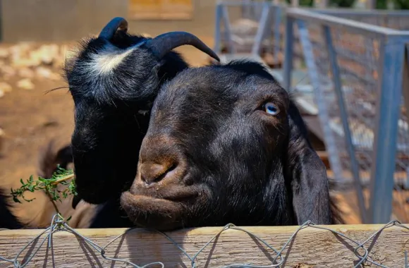 A pair of goats looking over a fence