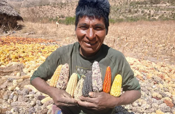 Person holding multiple colored cobs of corn, sitting in a field with corn spread out to dry under a clear blue sky.