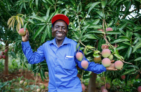 A man stands under a mango tree, smiling and holding branches laden with fruit. He wears a cap and a blue shirt.