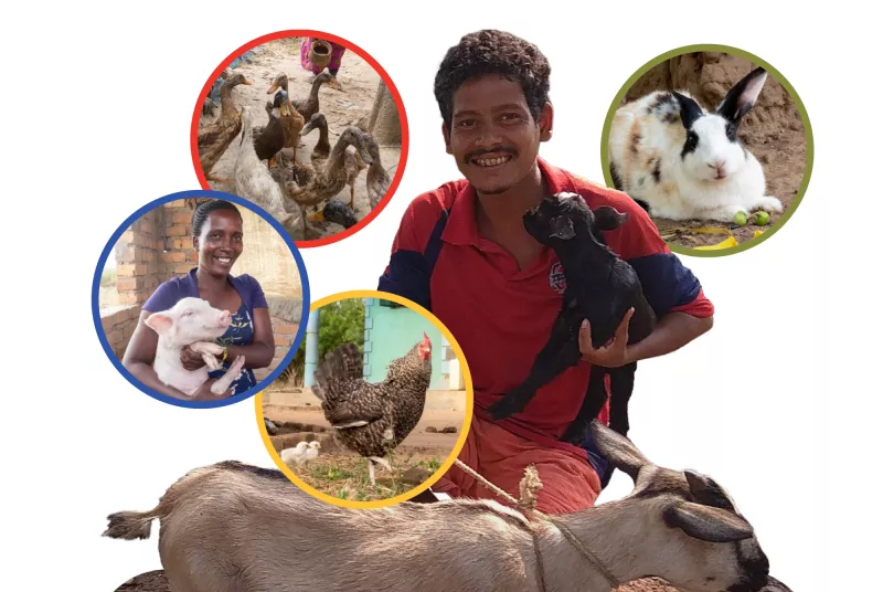 Farmyard2.jpg Farmyard animals