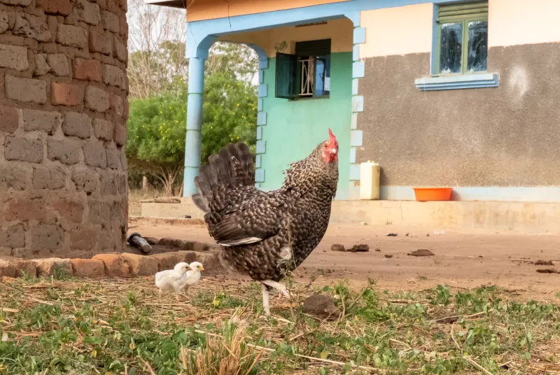 chickens.jpg Chicken
