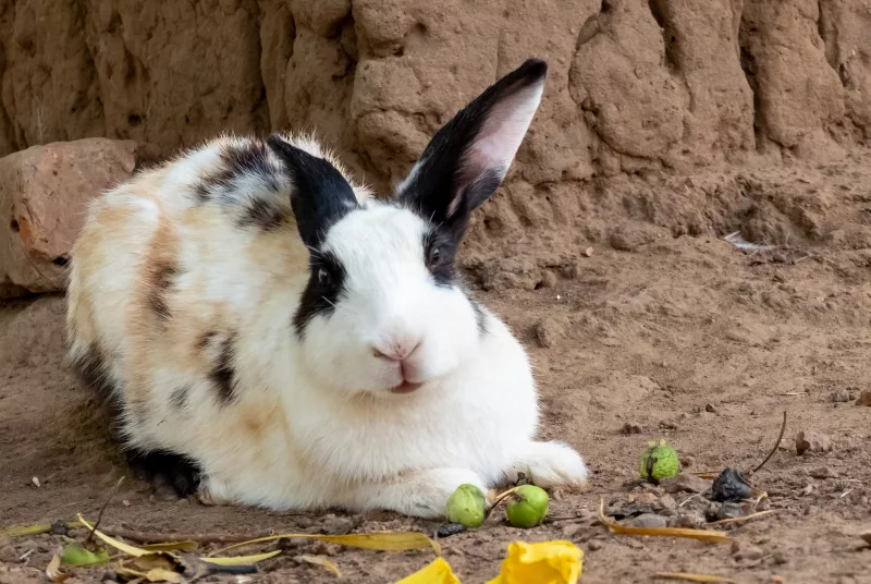 rabbit.jpg Rabbit