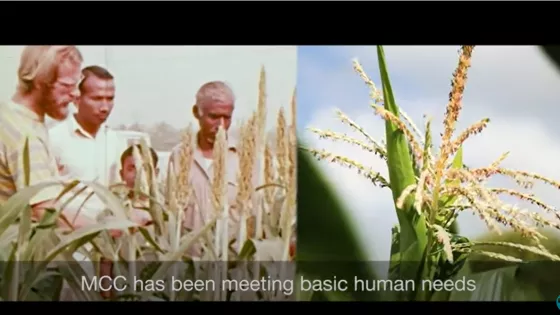Two different footage side-by-side. The image on the left is man examining crops with three other men. The image on the right is the top a corn stalk.