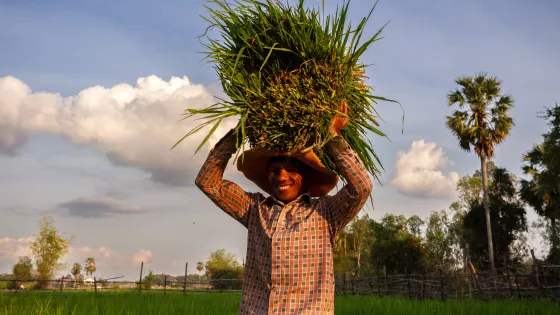 A man in Cambodia carrying a large bundle of grass on his head