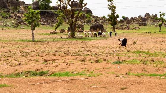 Nigerian landscape