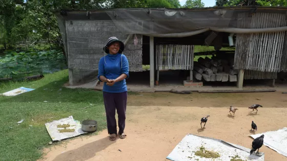 Picture of Mok Samun demonstrates how she feeds her chickens with feed that she makes herself from ingredients that she grows on her farm.