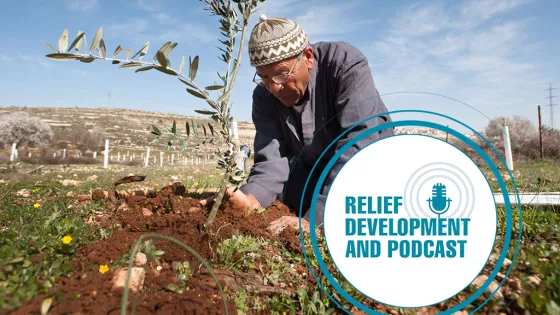 Man planting olive tree