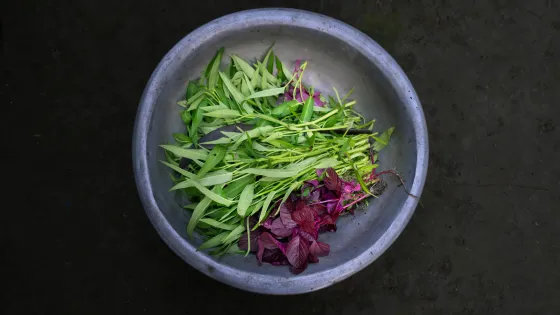 A bowl with different coloured plants in it