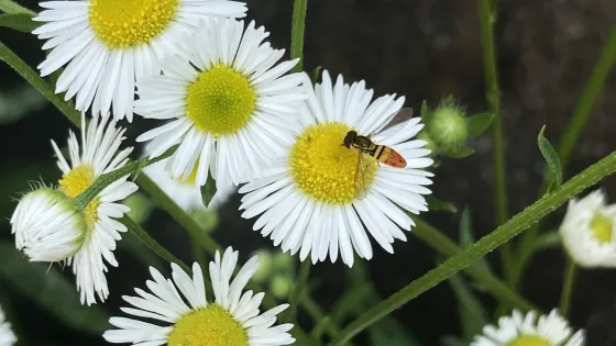 White daisies with a bee on one of the flower's yellow center 