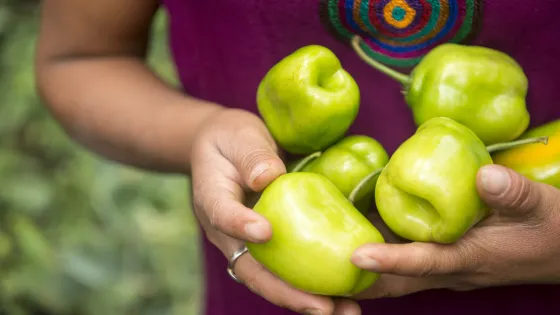 Close-up of the hands of a Guatemalan woman holding peppers.