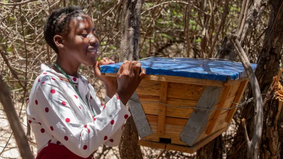 Candrer Chasombwa inspects a beehive at the youth beekeepers' group's apiary in Samende village