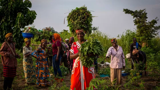 Displaced people working in the fields of Kanzombi, a section of Kikwit, cheer Jacqueline Kafuti, who holds bunches of cassava leaves.