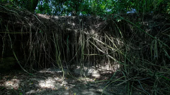 Intricate root systems of trees planted along the Pechelín Creek protect the creek bed from erosion.