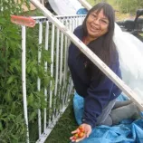 A woman kneeling in front of a garden. She is holding cherry tomatoes.